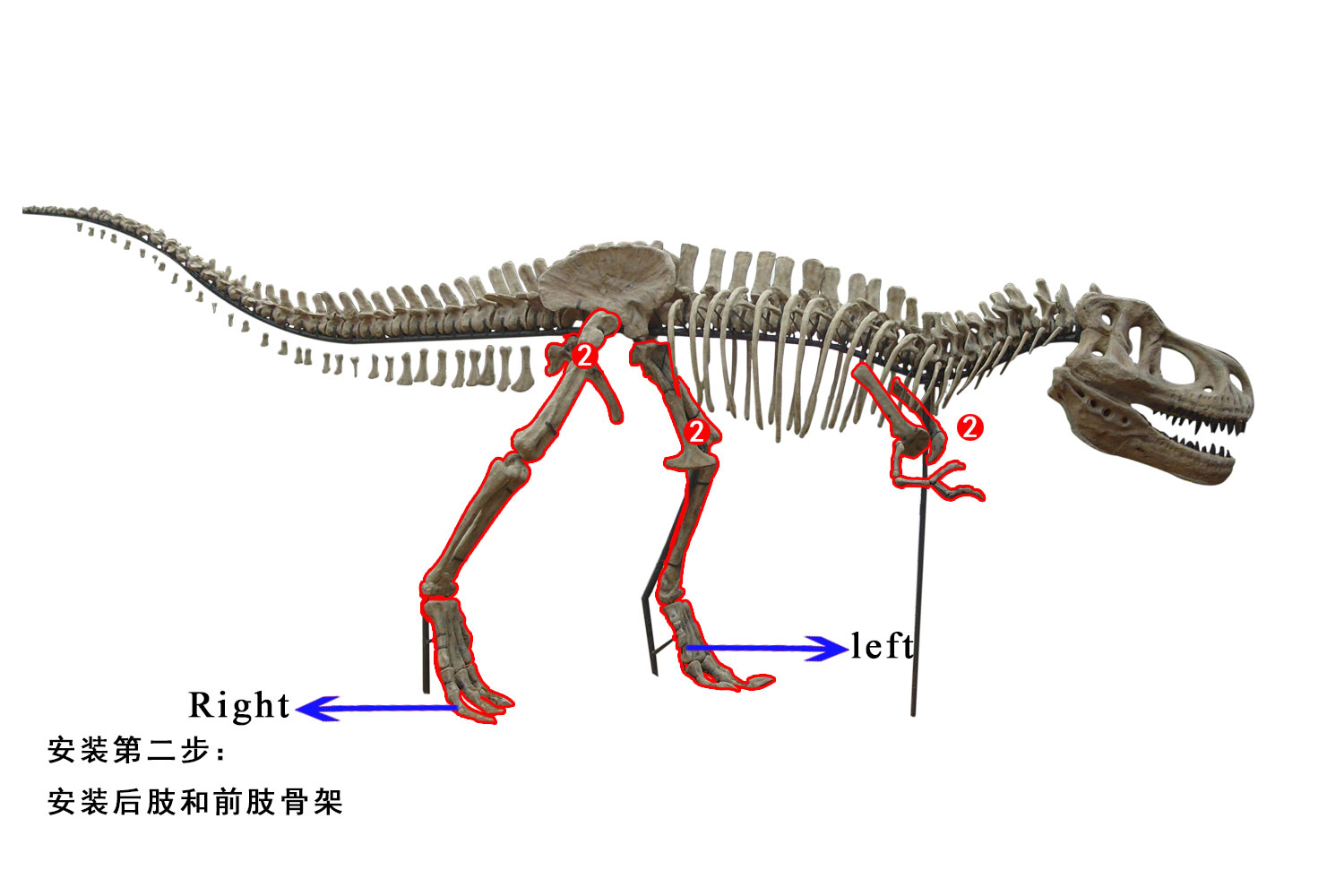 霸王龍骨架安裝步驟