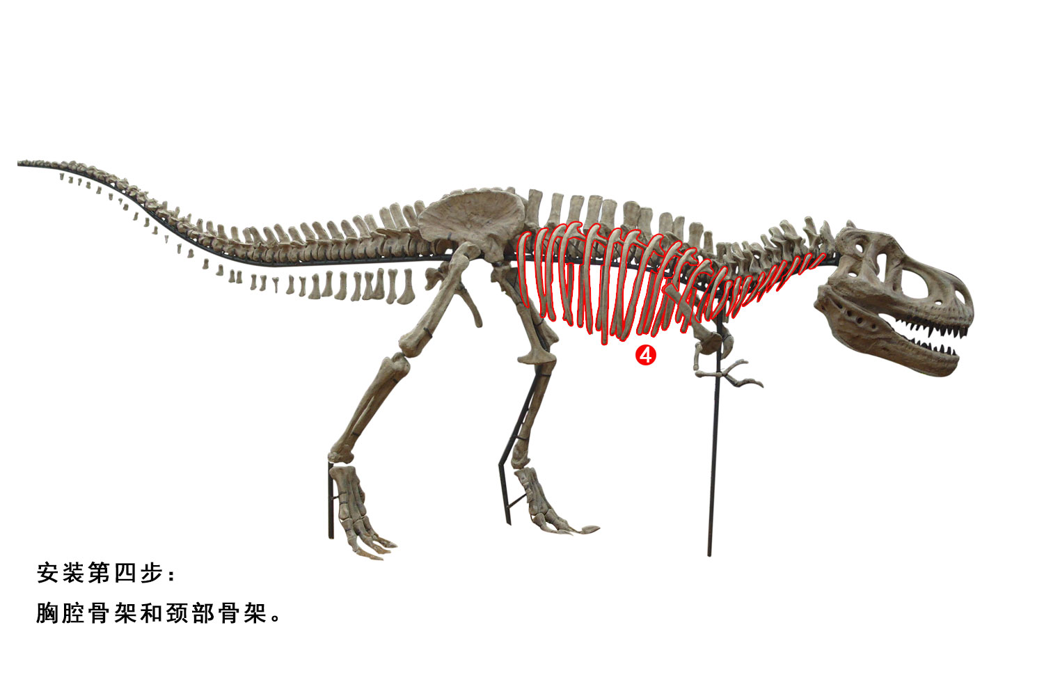 霸王龍骨架安裝步驟